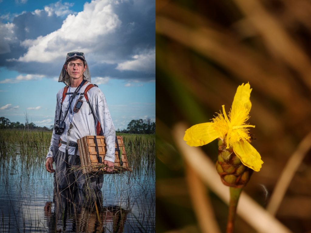 Fig 6. The author collects plants and poses in “Grassy Pond” in 2020 (left), a large wetland depression pond northeast of Sebring on the eastern tip of the Lake Wales Ridge. Some ponds provide crucial habitat for some of the rarest plant species of the ridge (e.g., Xyris correlliorum, right picture). See here for more of Dustin Angell’s portraits (whose picture, left, is featured here), which highlights the many biologists, researchers, and land managers that have at one point or continue to call central Florida home.