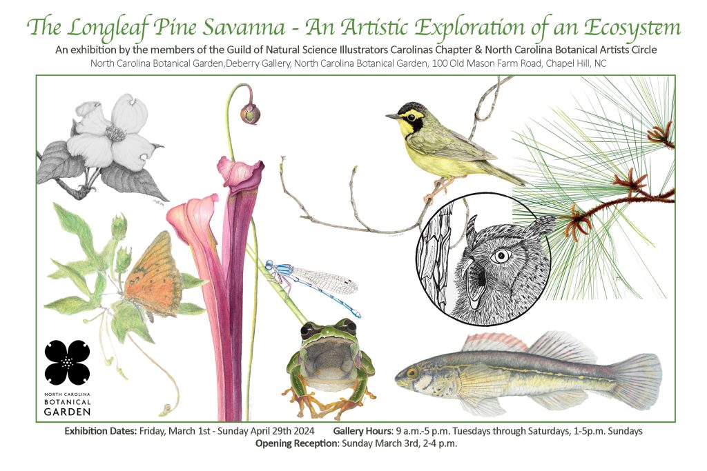 Card for the Longleaf Pine Savanna exhibit by GNSI-C and ASBA-NC with illustrations of plants and animals that grow in longleaf pine ecosystems