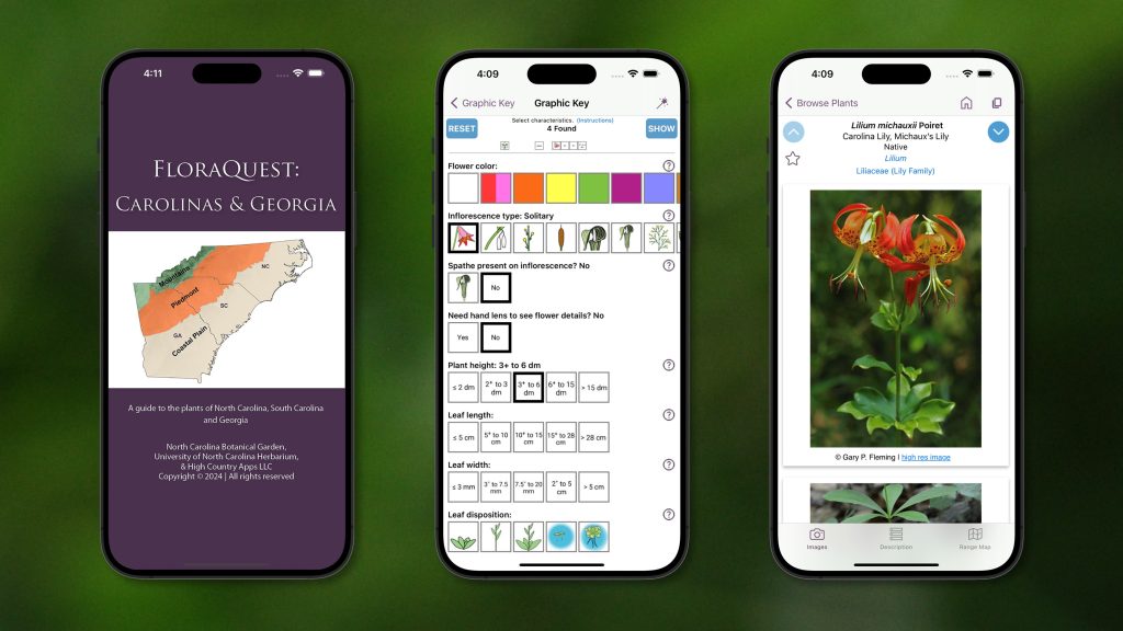 A graphic showing three screenshots from the FloraQuest: Carolinas and Georgia mobile app, including a graphic key and species page for the Carolina lily.