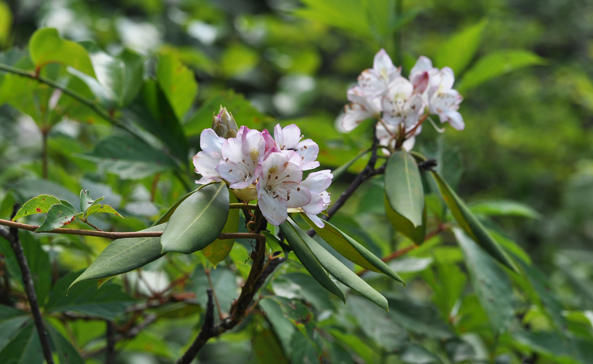 Great laurel (Rhododendron maximum) in the NCBG Mountain Habitat