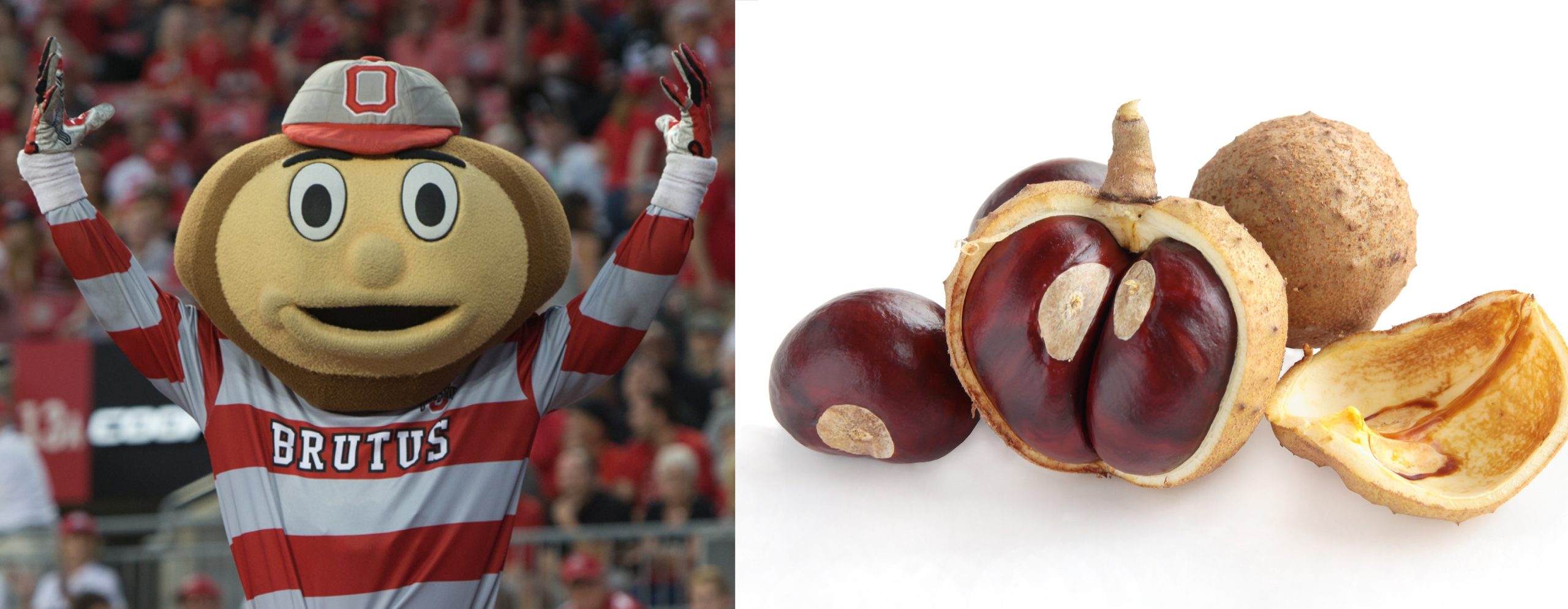 Brutus, the mascot of The Ohio State University Buckeyes. Right: The fruit of the Ohio buckeye (Aesculus glabra).
