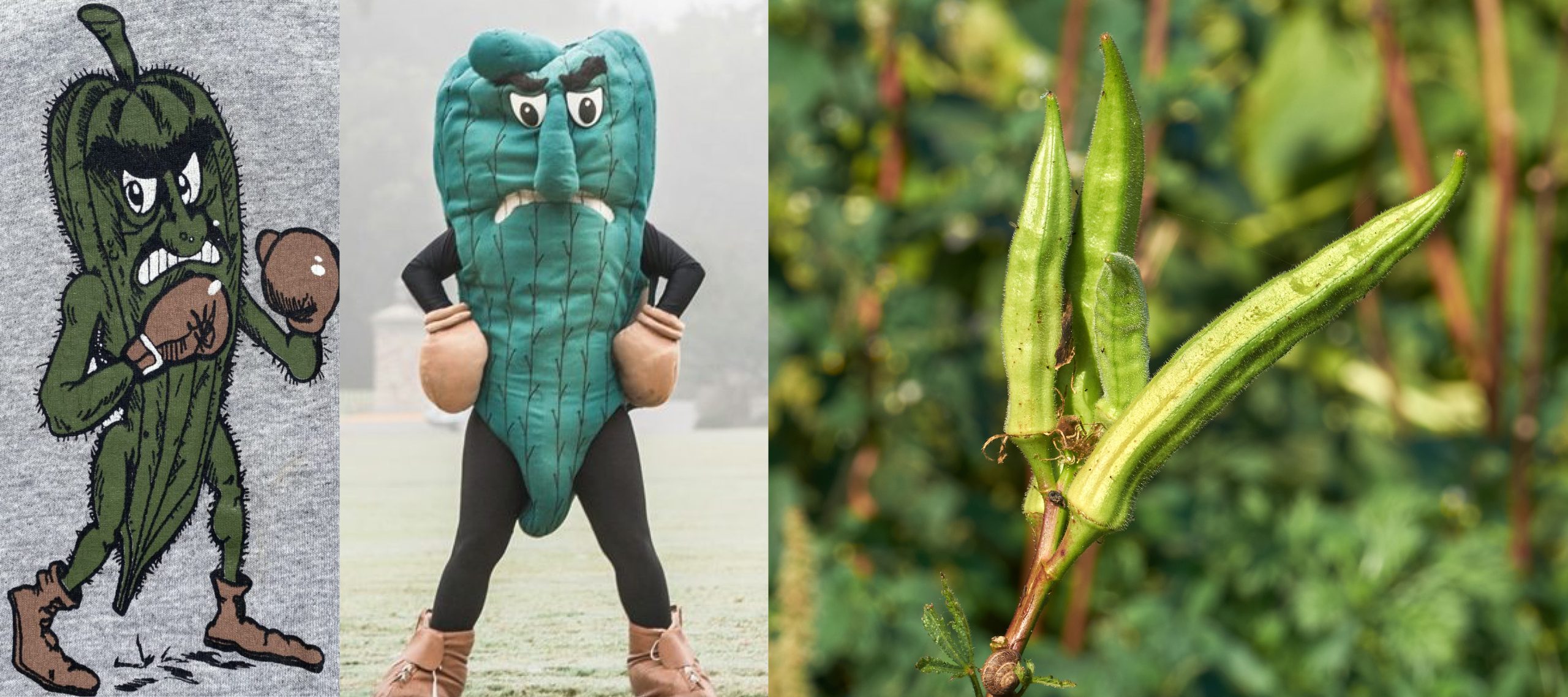 Delta State University's unofficial mascot, the fighting okra. Right: Okra pods (Abelmoschus esculentus).