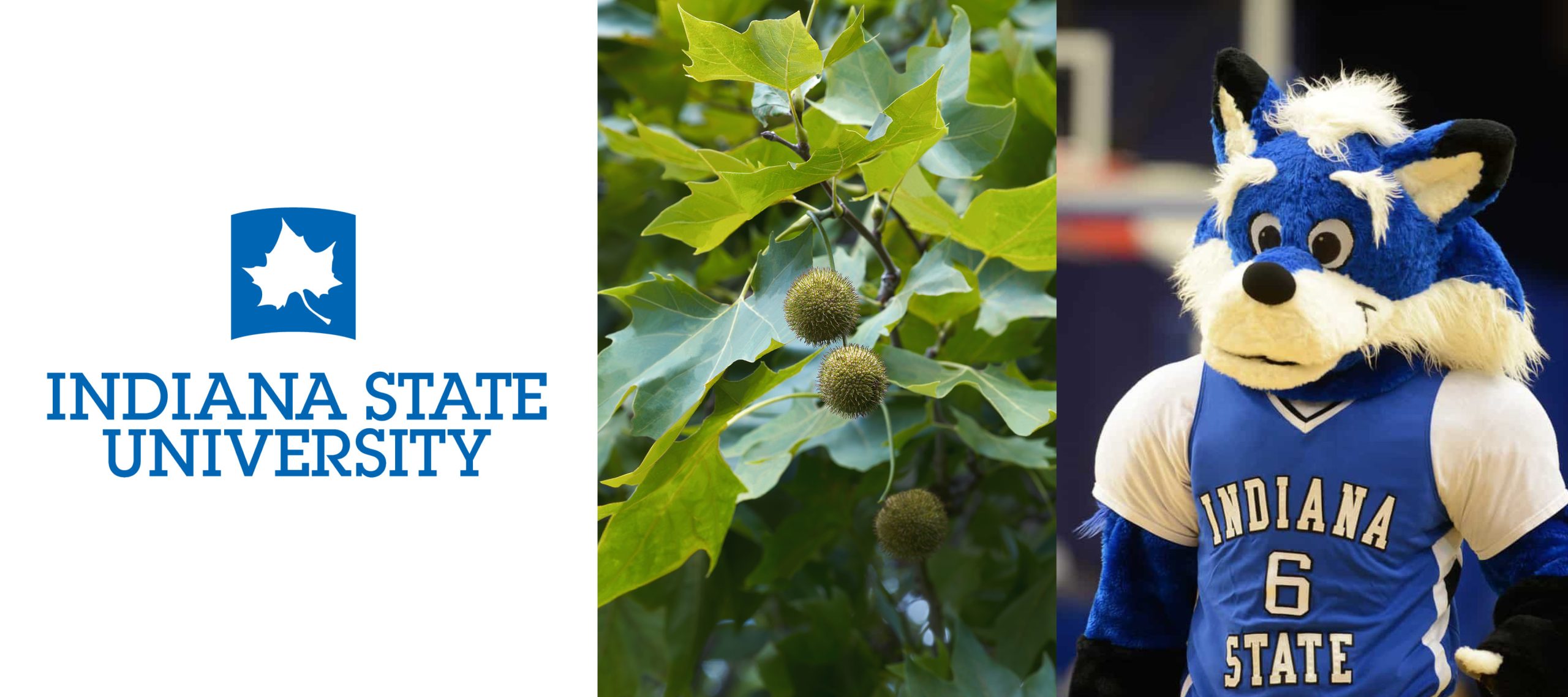 indiana state sycamoresSycamore leaf logo of Indiana State University and the sycamore tree (Platanus occidentalis). Right: Sycamore Sam, Indiana State's mascot.
