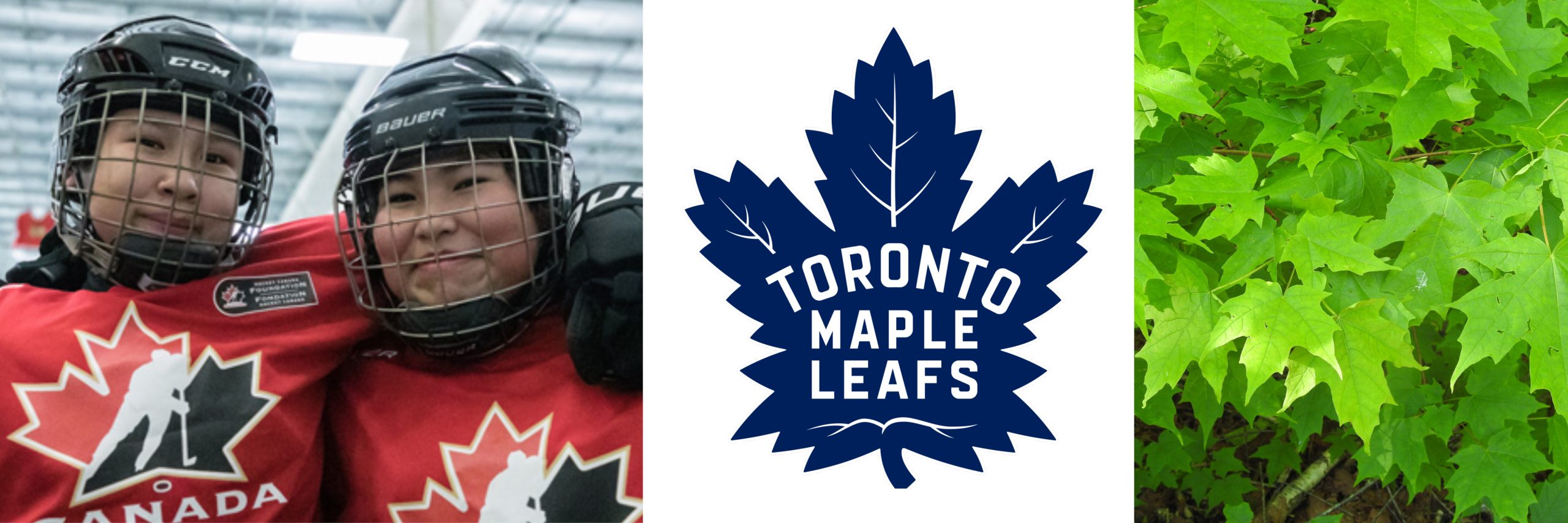 Stylized sugar maple leaves on the Canadian national hockey team uniform and Toronto Maple Leafs logo. Right: Sugar maple (Acer saccharum).
