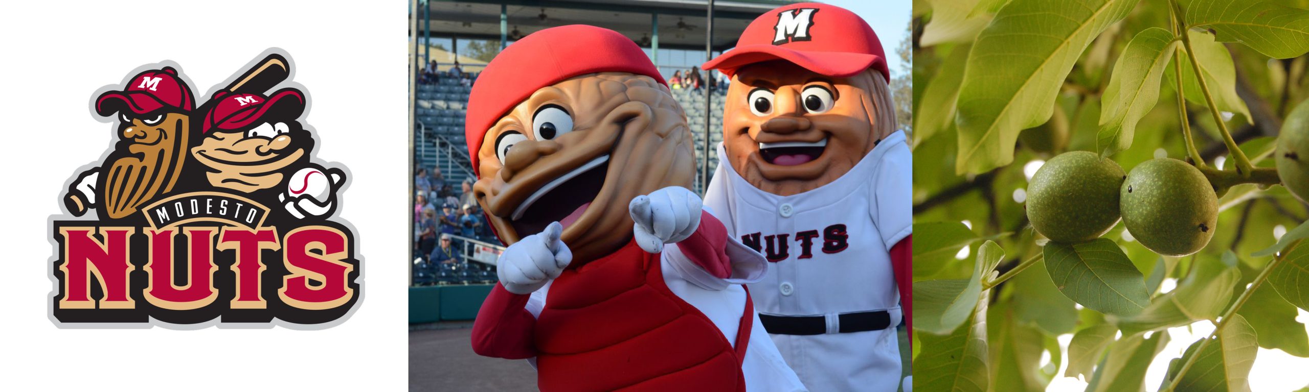 Logo and mascots of the Modesto Nuts. Right: Whole fruit of the English walnut (Juglans regia), one of the more commonly cultivated walnut species.