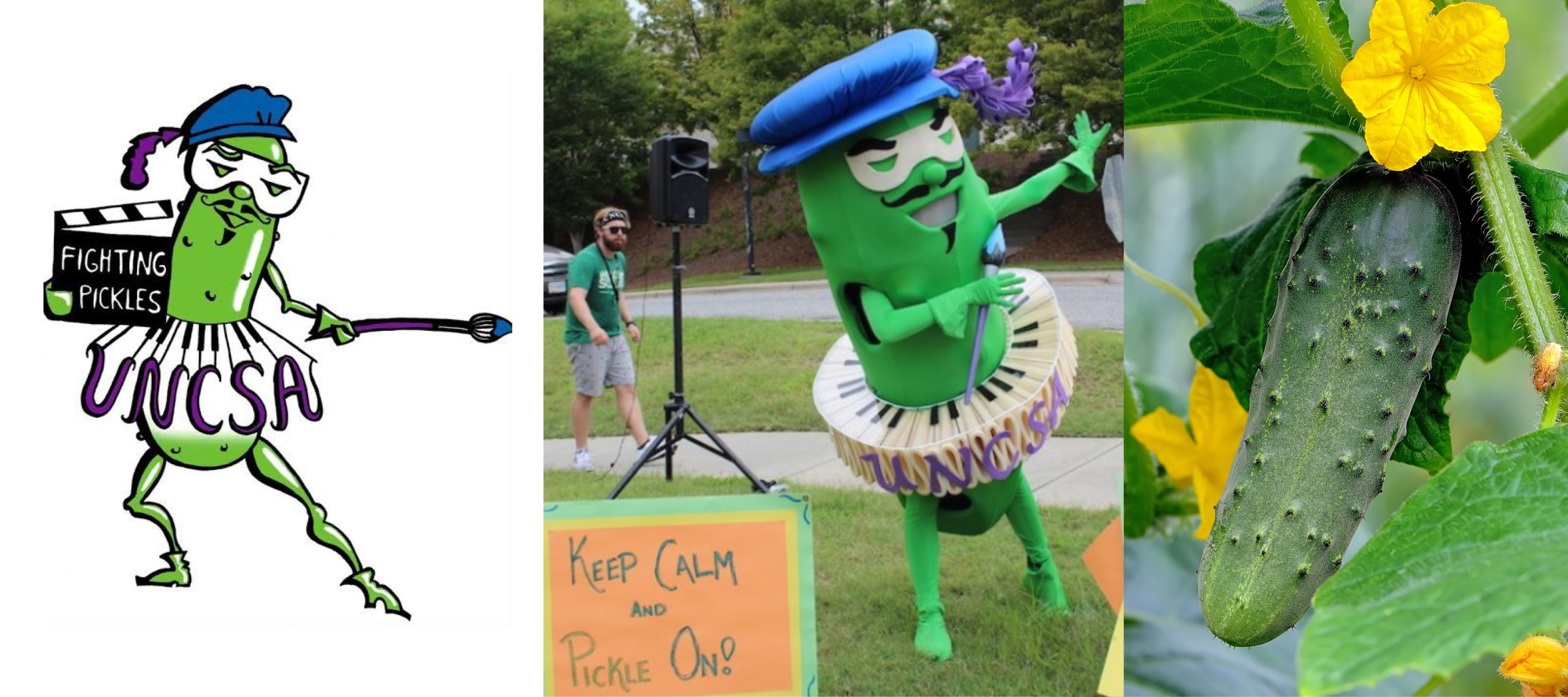 Logo and mascot of the UNC School of the Arts Fighting Pickles. Right: A cucumber plant (Cucumus sativus).