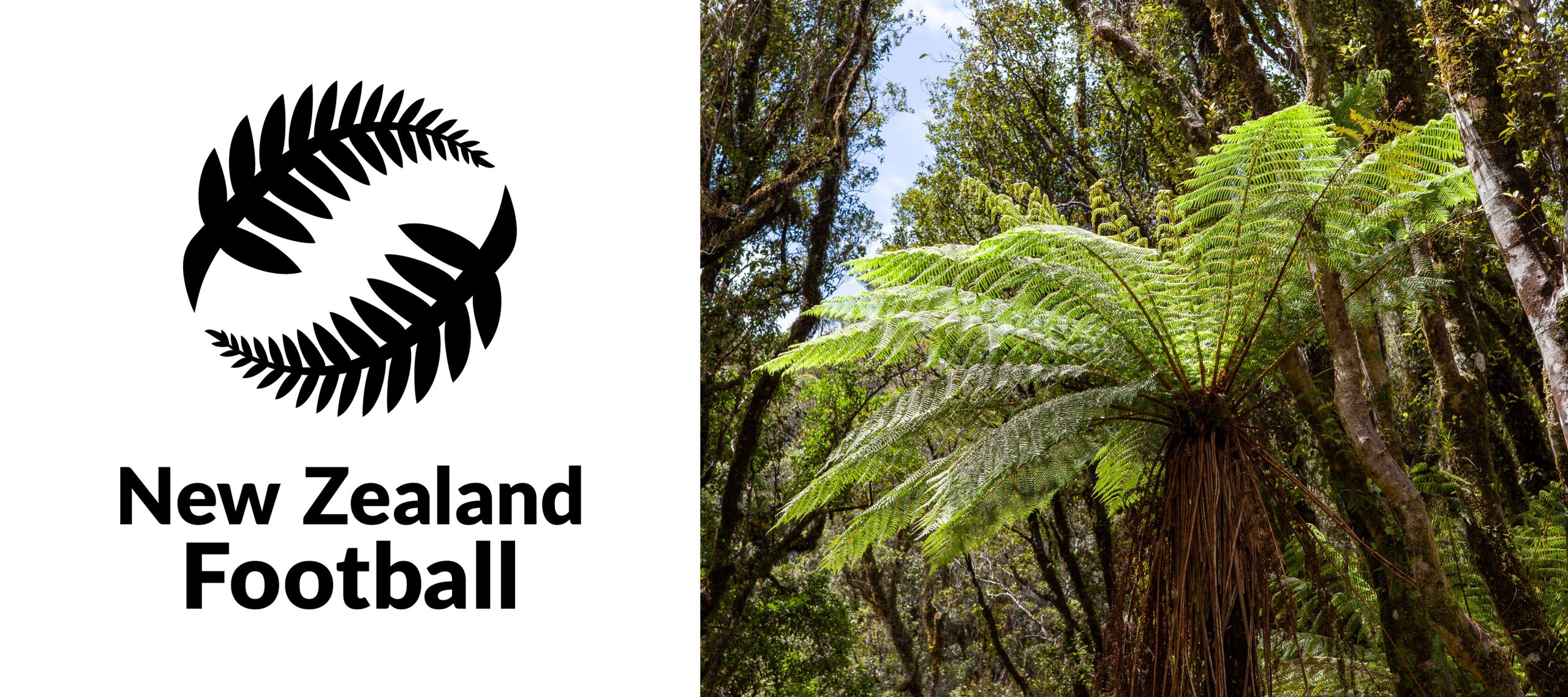 The New Zealand Football Ferns logo. Right: Silver tree fern (Alsophila tricolor), endemic to New Zealand.