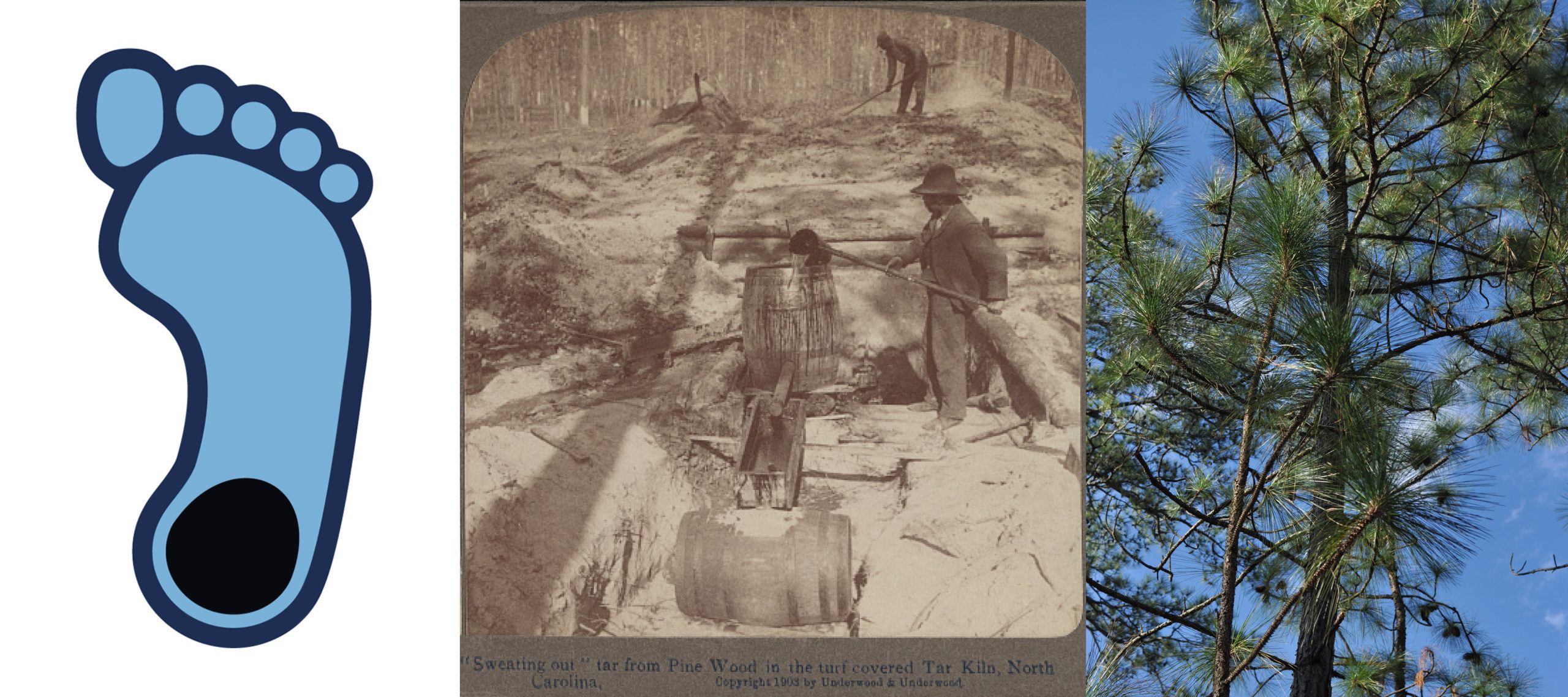 Left: The Tar Heel logo. Middle: African American laborers tend to a tar kiln in eastern North Carolina, 1903. Courtesy of the Library of Congress. Right: Longleaf pine (Pinus palustris).