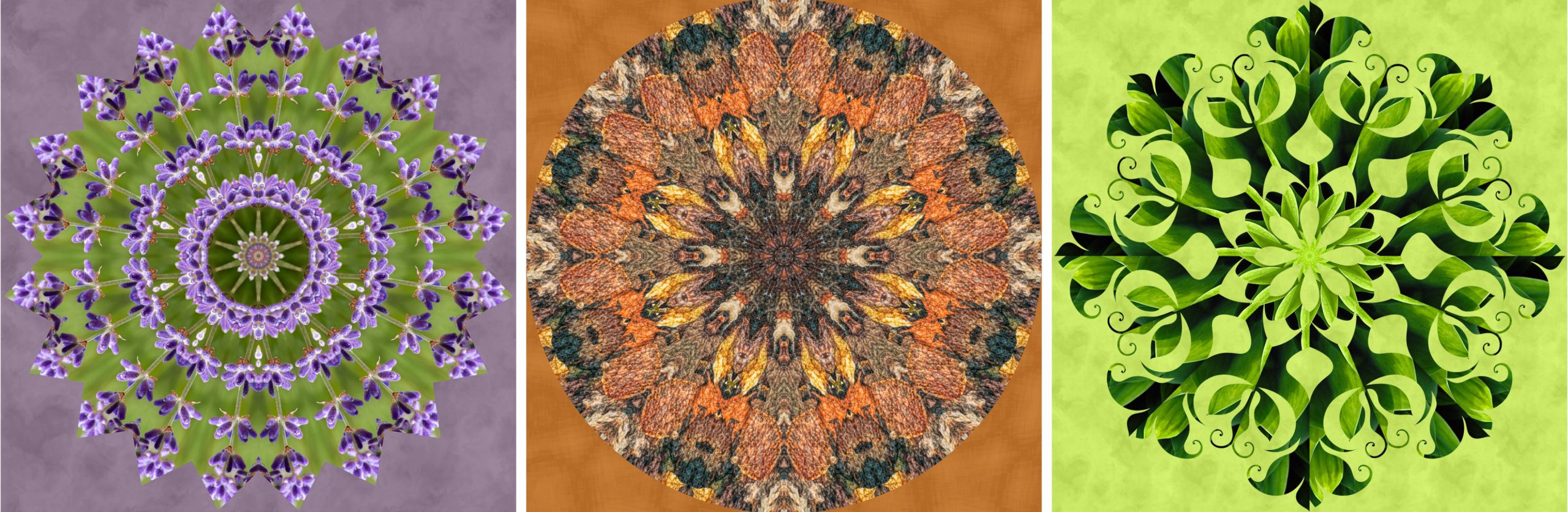 Mosaic of three plant kaleidoscope images by Minnie Gallman