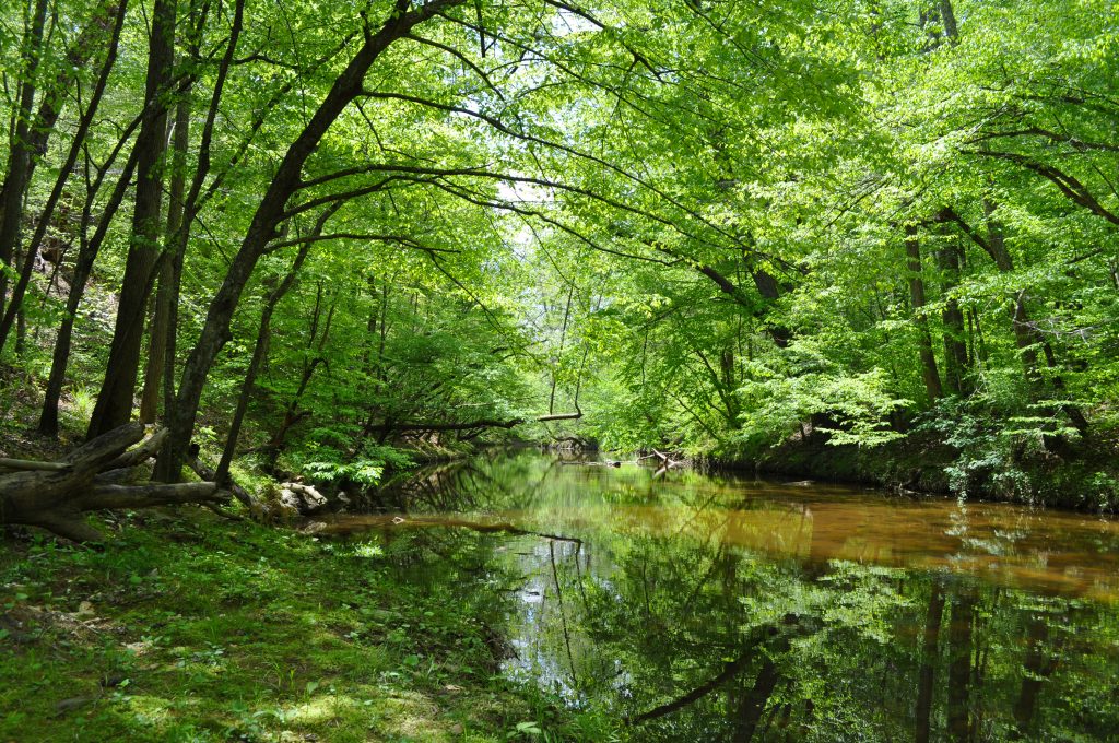 Looking down the middle of Morgan Creek in springtime, with lush deciduous trees arching over the wide creek.