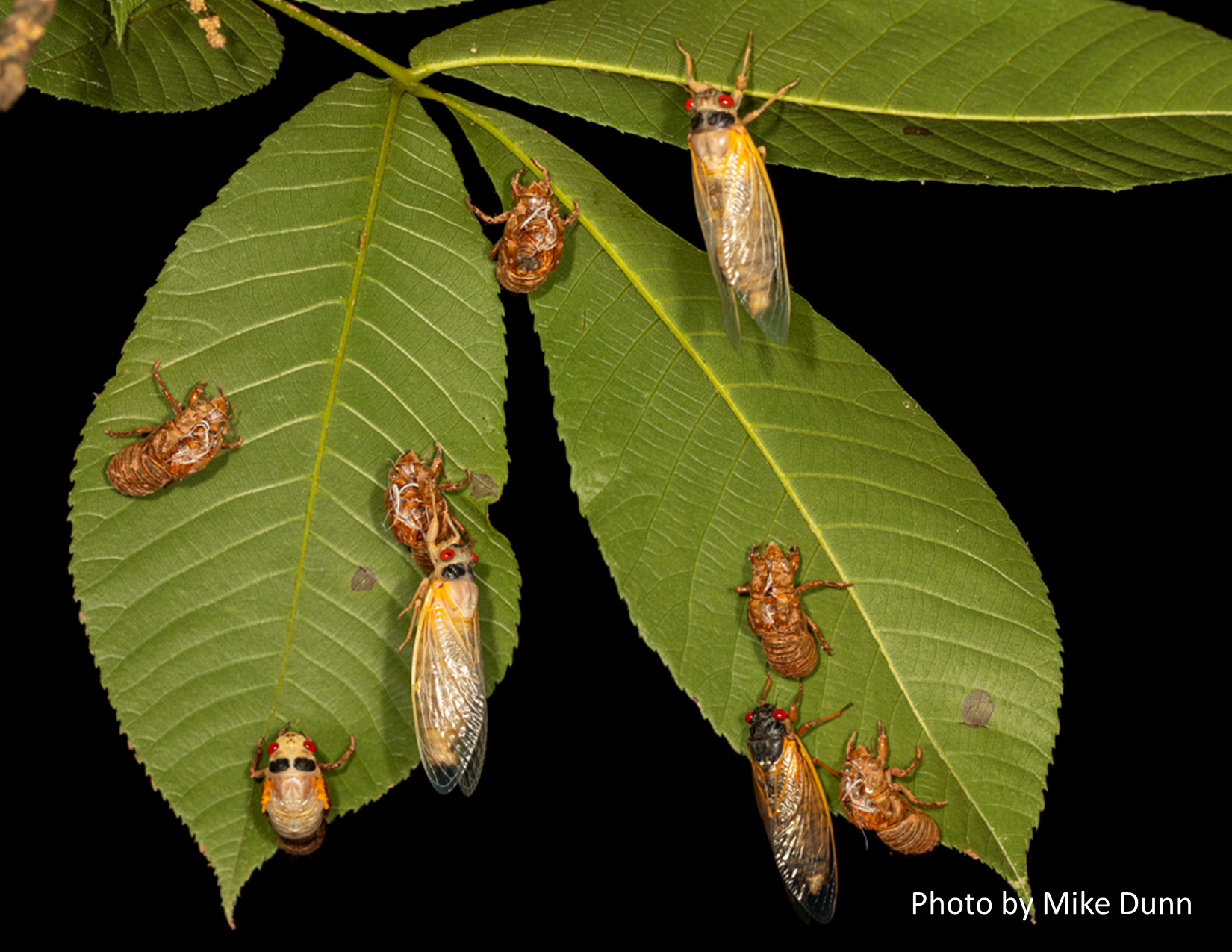 Cicadas on a hickory leaf