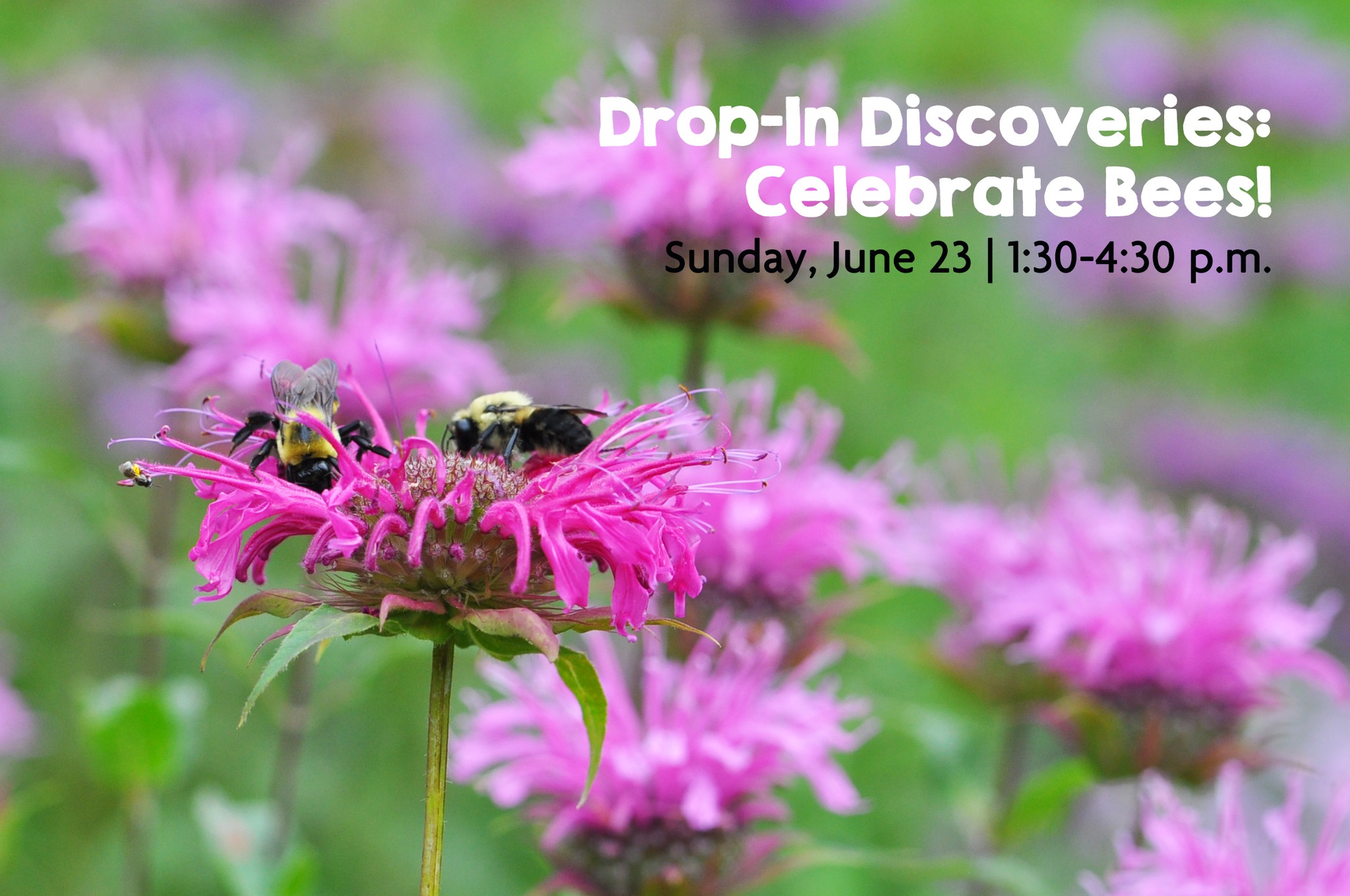 several bees at a bright pink bee balm. text: drop-in discoveries: celebrate bees! Sunday, June 23, 1:30-4:30 p.m.